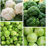 Broccoli, cauliflower and cabbages